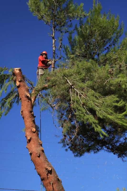 Roof Pine Needles Removal