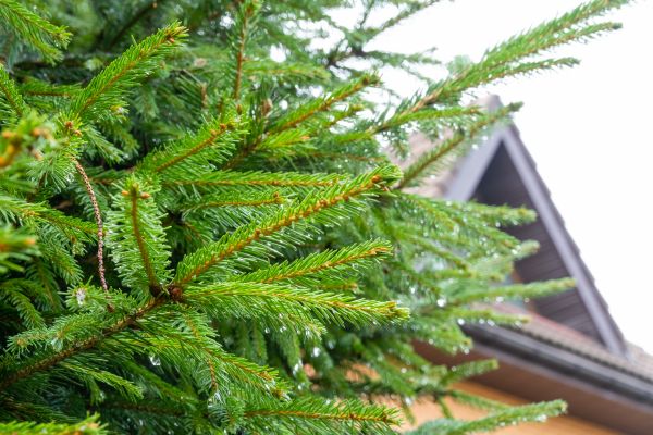 Roof Pine Needle Removal